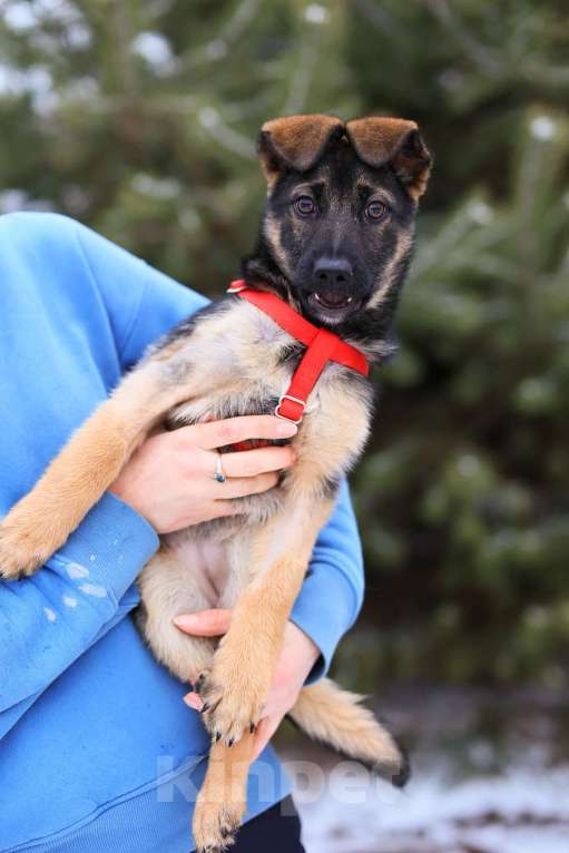 Собаки в Красногорске: Маленькая Николь 3,5 месяца в ищет дом  Девочка, Бесплатно - фото 6