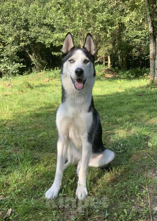 Собаки в других городах Московской области: Найден Хаски в Московской области (Наро-Фаминский район) Мальчик, Бесплатно - фото 4