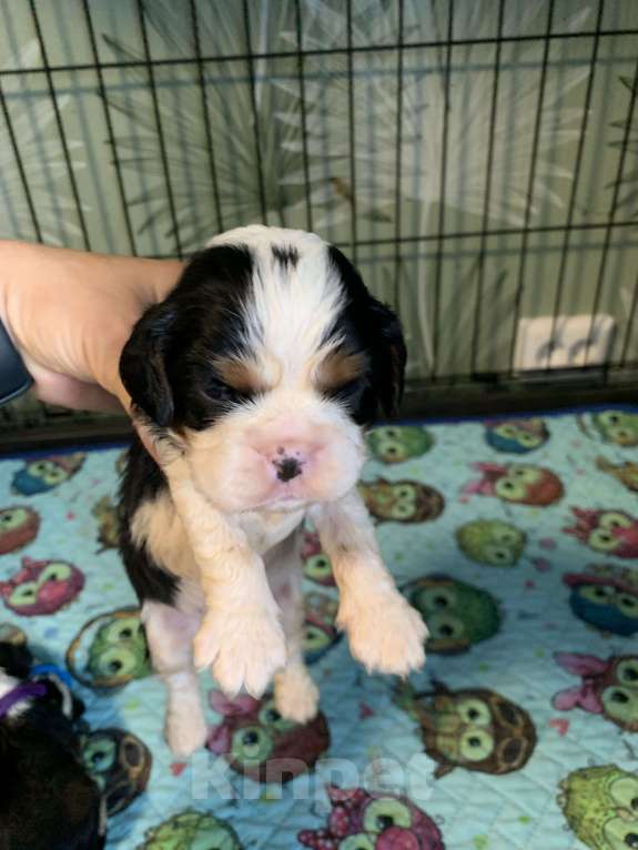 Собаки в Краснодаре: Мальчики  кавалер Кинг Чарльз триколор  Мальчик, 50 000 руб. - фото 3