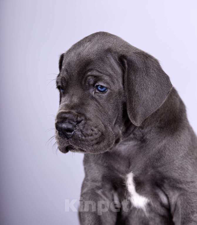 Собаки в Нижнем Новгороде: Немецкий Дог Чемпион Моего Сердца (Зелёная лента) Мальчик, 100 000 руб. - фото 10