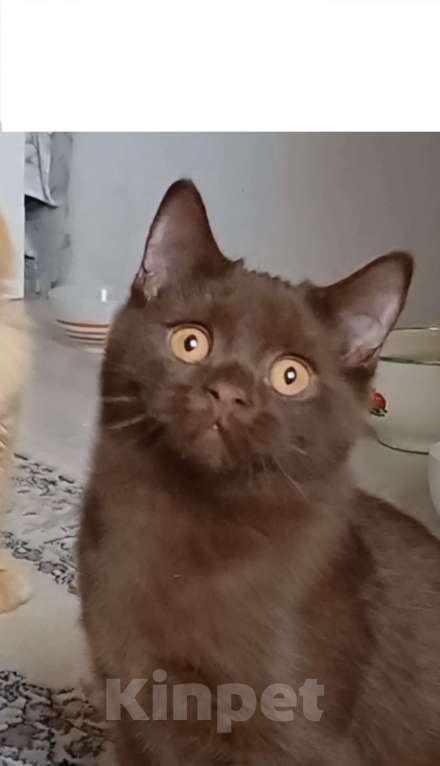 Кошки в Подольске: Британские котята Мальчик, 35 000 руб. - фото 1