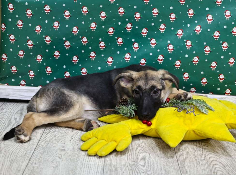 Собаки в Москве: Щенки бесплатно в Москве Девочка, Бесплатно - фото 3