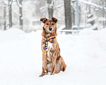 Собаки в Москве: Крашик Мальчик, Бесплатно - фото 2