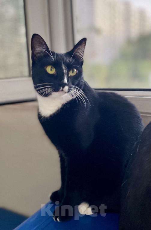 Кошки в Москве: Шарошка, зеленоглазая красавица Девочка, Бесплатно - фото 4