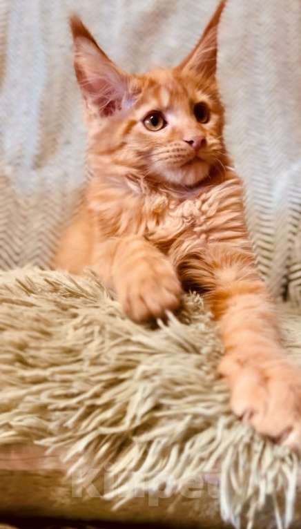 Кошки в Москве: Рыжий котенок Мальчик, 45 000 руб. - фото 4