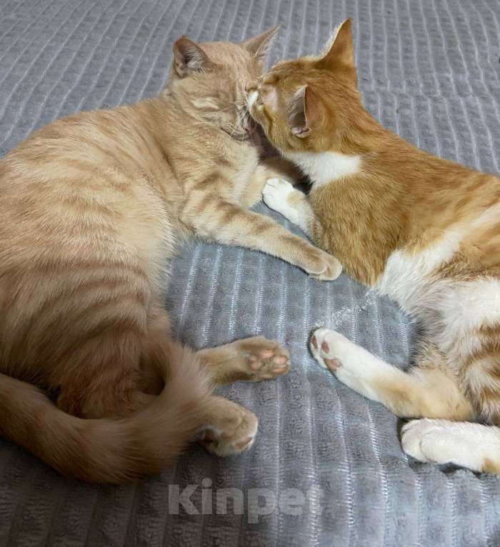 Кошки в Чите: Отдам кошечку в добрые руки  Девочка, Бесплатно - фото 1