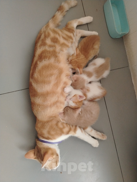 Кошки в Краснодаре: Отдам котят в добрые руки Разнополые, Бесплатно - фото 4