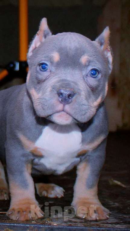 Собаки в Москве: Маленькие булочки Девочка, 90 000 руб. - фото 4