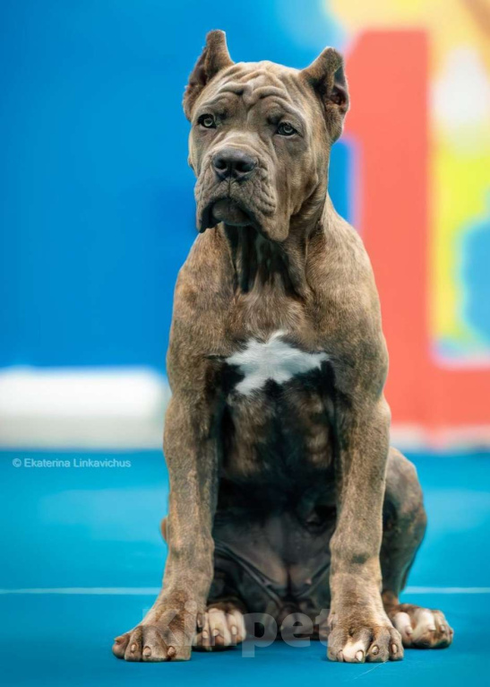 Собаки в Екатеринбурге: Тигровая красотка щенок кане-корсо  Девочка, 60 000 руб. - фото 2