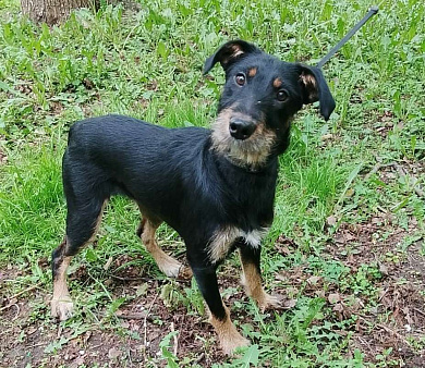 Бородатая Рэйма