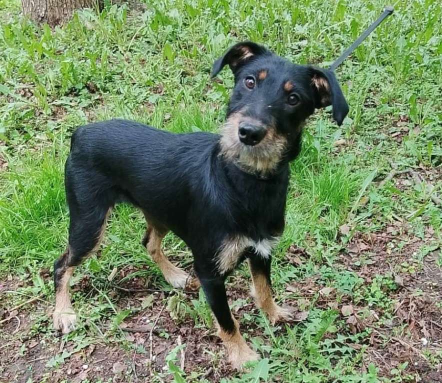 Собаки в Москве: Бородатая Рэйма Девочка, Бесплатно - фото 1