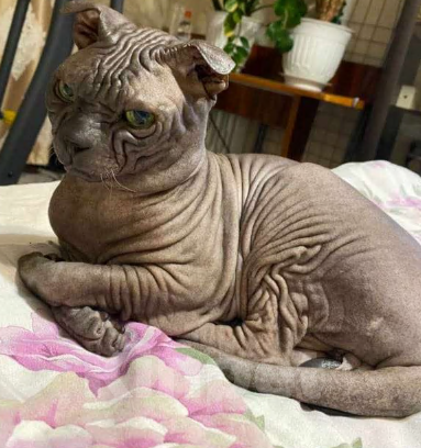 Кошки в Казани: Очаровательный левкой Мальчик, 25 000 руб. - фото 4