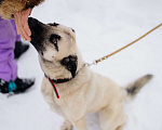 Собаки в Пушкино: Чудо-собака в добрые руки Девочка, Бесплатно - фото 5