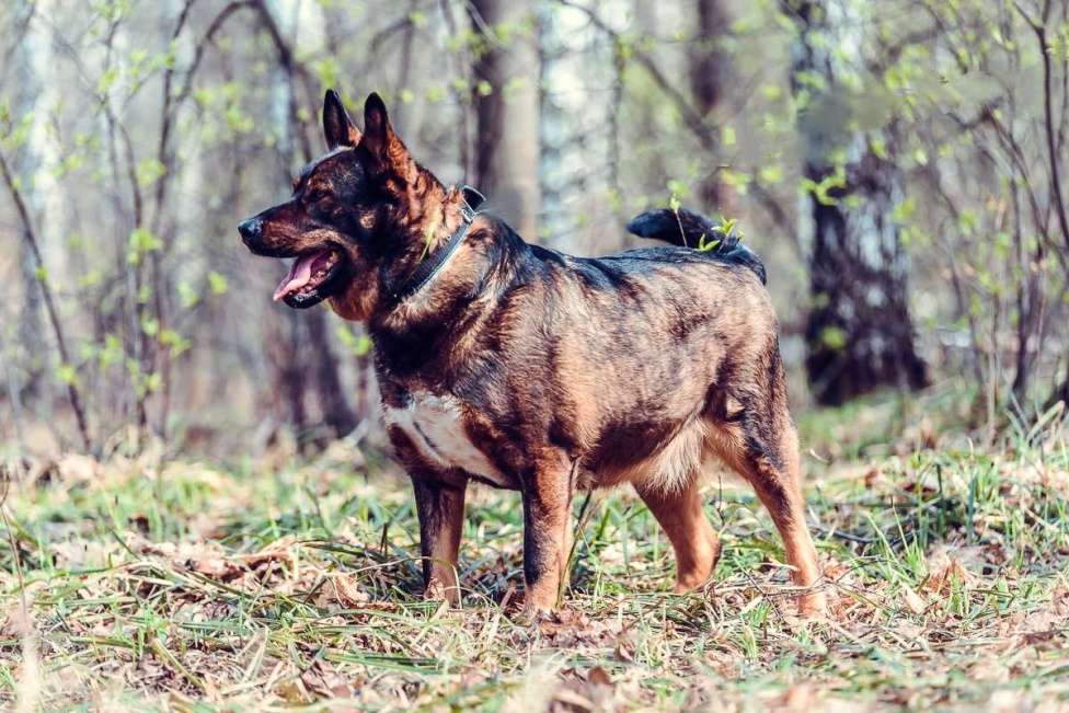 Собаки в Москве: Харитон Мальчик, Бесплатно - фото 2