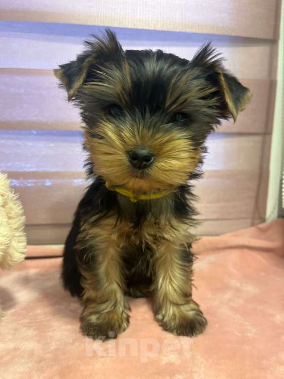 Собаки в других городах Московской области: Нарния Девочка, 40 000 руб. - фото 2