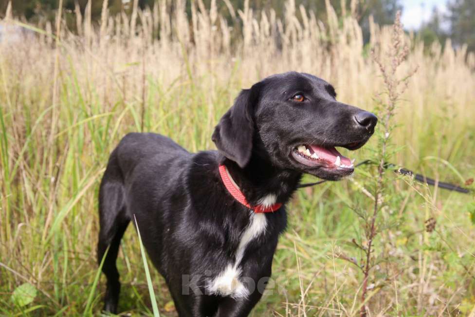 Собаки в Москве: Берта Девочка, Бесплатно - фото 9