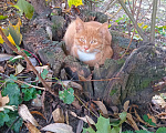 Кошки в Москве: Котенок Искорка ищет дом Девочка, Бесплатно - фото 9