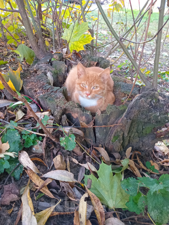 Кошки в Москве: Котенок Искорка ищет дом Девочка, Бесплатно - фото 9