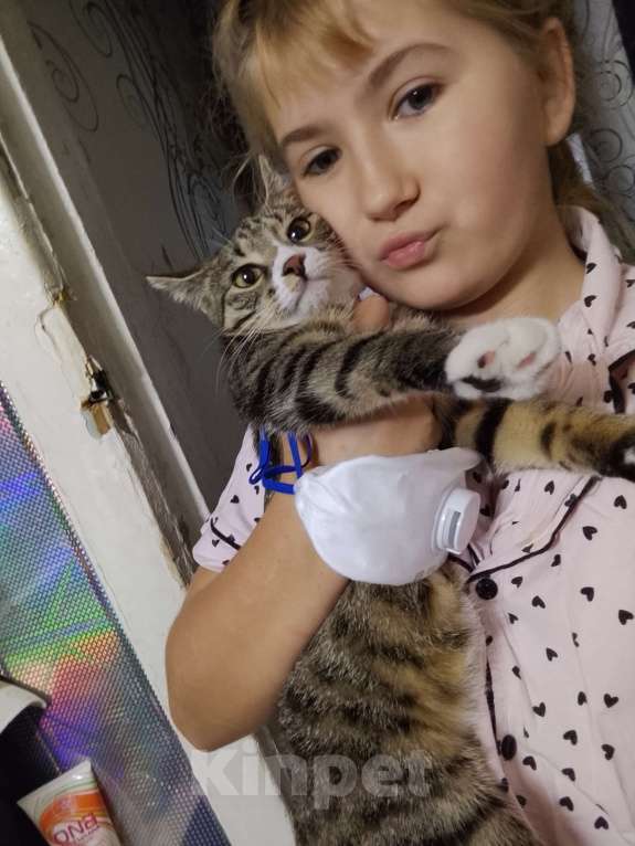 Кошки в Большой Камне: ПОТЕРЯЛАСЬ КОШКА❗❗❗❗❗ Девочка, Бесплатно - фото 1