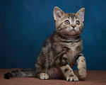 Кошки в Барнауле: Котик-страйт Винстон🖤 Мальчик, Бесплатно - фото 5