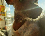 Собаки в Барнауле: Мини КГХ, 2 500 руб. - фото 4
