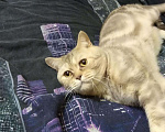 Кошки в Карачеве: Продам шотландских котят, 3 000 руб. - фото 5