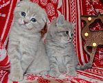 Кошки в Ливны: Шотландские котята, 13 000 руб. - фото 8