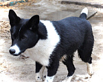 Собаки в Домодедово: Лада (лайка) 7 мес. в добрые руки Девочка, Бесплатно - фото 8