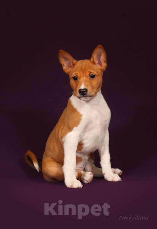 Собаки в Севастополе: Щенки басенджи (запись в лист ожидания) Мальчик, 80 000 руб. - фото 1