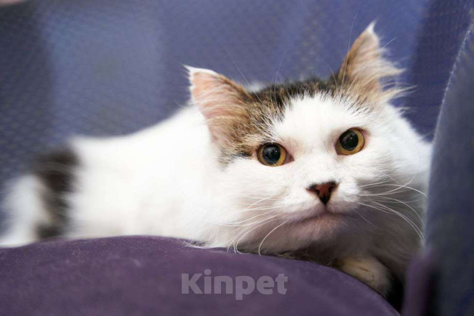 Кошки в Москве: Котик-добряк Мишутка в добрые руки Мальчик, Бесплатно - фото 5