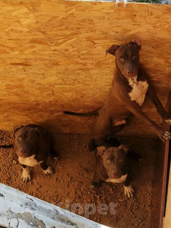 Собаки в Санкт-Петербурге: Шикарные щенки ам питбультерьера Мальчик, 45 000 руб. - фото 5