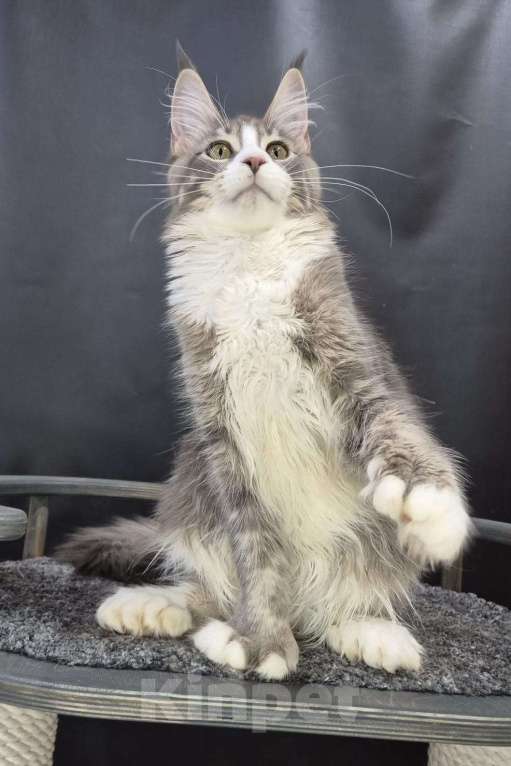 Кошки в Ставрополе: Котик красавиц.  Мальчик, 40 000 руб. - фото 3