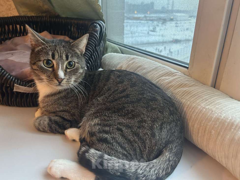 Кошки в Мурином: Маркус продолжает искать хозяина Мальчик, Бесплатно - фото 2