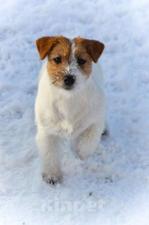 Собаки в Москве: Миниатюрная девочка Джек Рассел терьера  Девочка, 45 000 руб. - фото 5