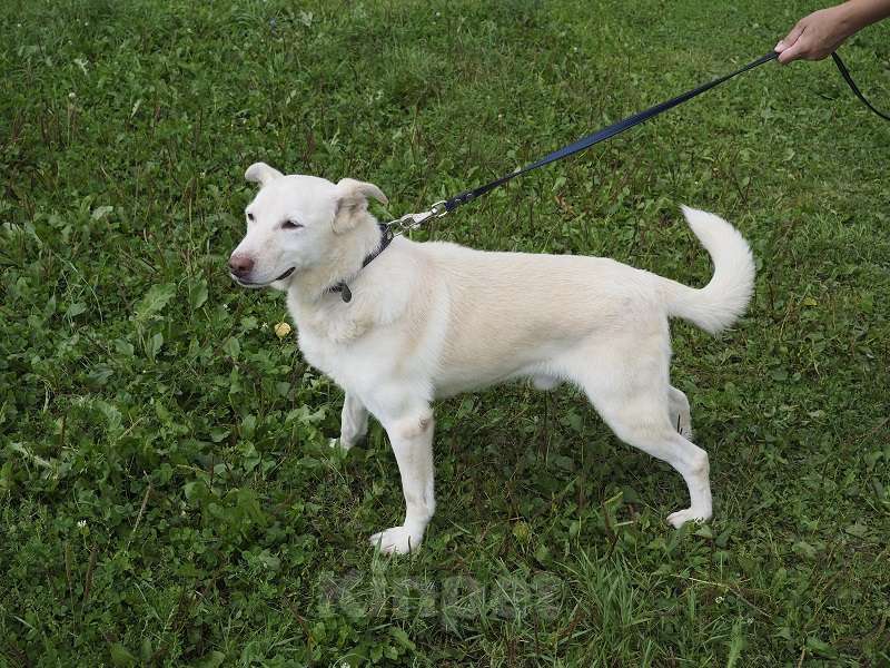Собаки в Москве: Сэм, собака с потрясающей улыбкой Мальчик, Бесплатно - фото 2
