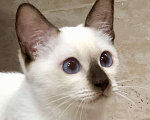 Кошки в Москве: ✨Тайский котенок, девочка, окрас шоколад-пойнт, 5 мес., с док-ми ✨ Девочка, 60 000 руб. - фото 2