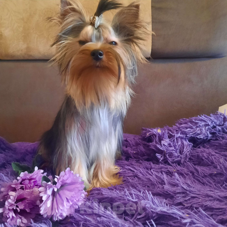 Собаки в Набережных Челнах: Пиксель Блек Стар с РКФ Мальчик, 70 000 руб. - фото 7