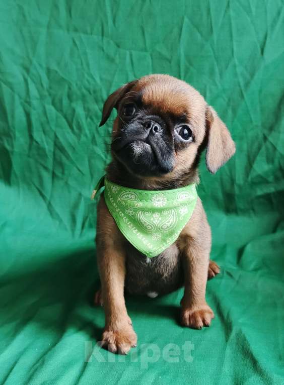 Собаки в Москве: Пти-брабансон мальчик, доставка по Москве Мальчик, 30 000 руб. - фото 1