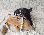 Собаки в Колпино: девочка чёрная красотка мини Девочка, 40 000 руб. - фото 3