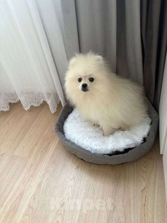 Собаки в Люберцах: Продам щенка померанского шпица Мальчик, 15 000 руб. - фото 4