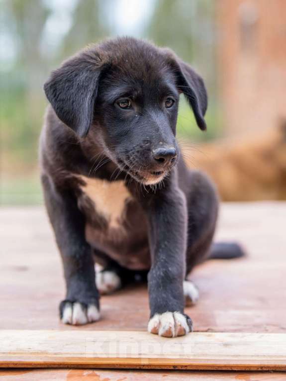 Собаки в Москве: Юла Девочка, Бесплатно - фото 2