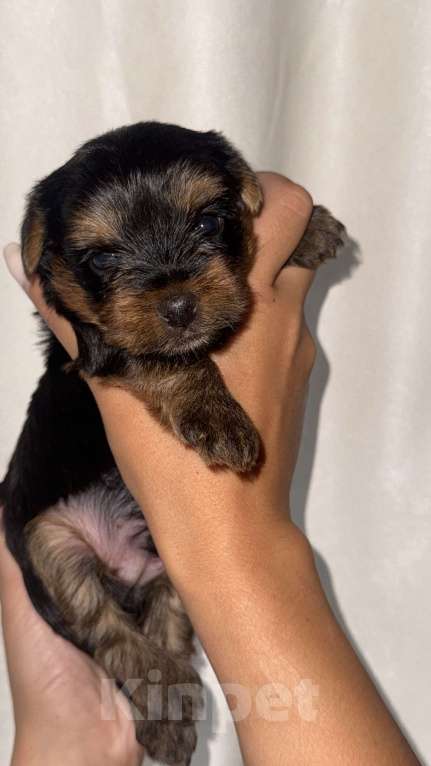 Собаки в Ангарске: Щенок йоркширского терьера Мальчик, 20 000 руб. - фото 3