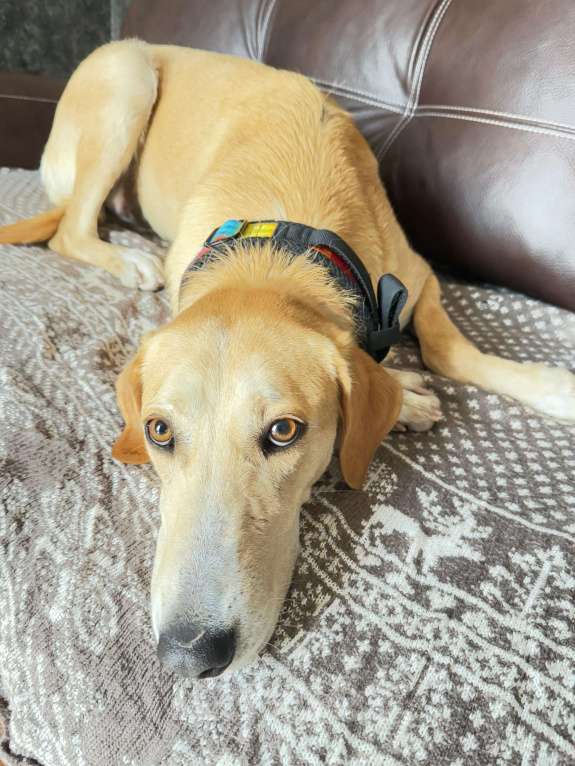 Собаки в Химках: Луна Русская гончая в добрые руки Девочка, Бесплатно - фото 3