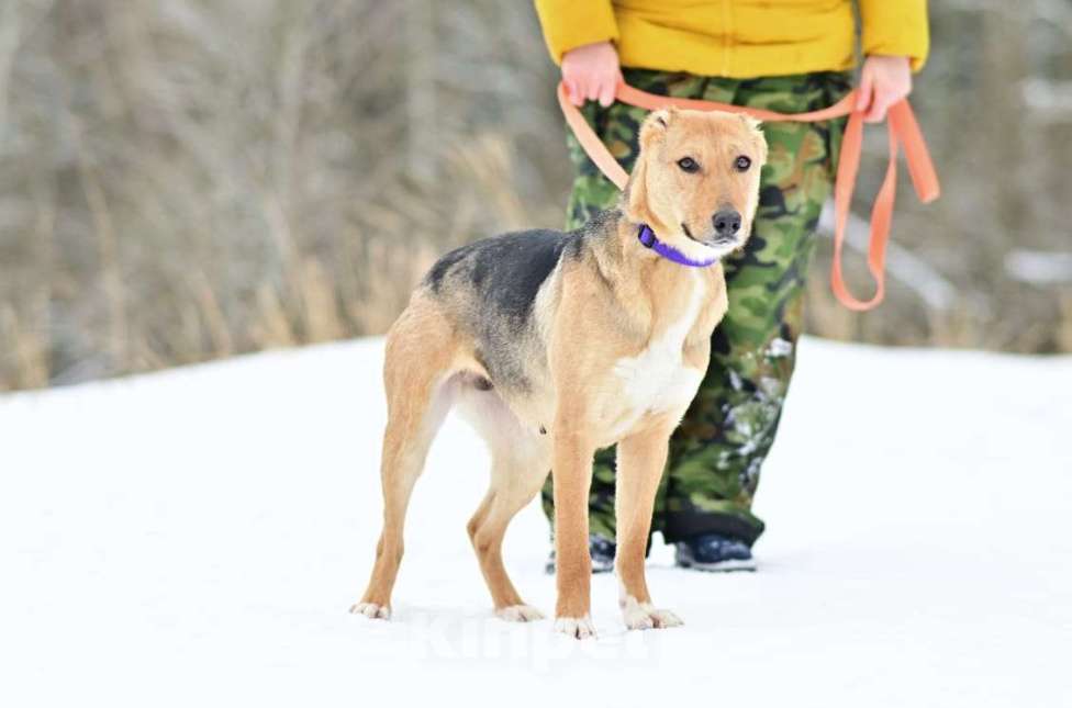 Собаки в Солнечногорске: Ласка в добрые руки Девочка, 1 руб. - фото 6