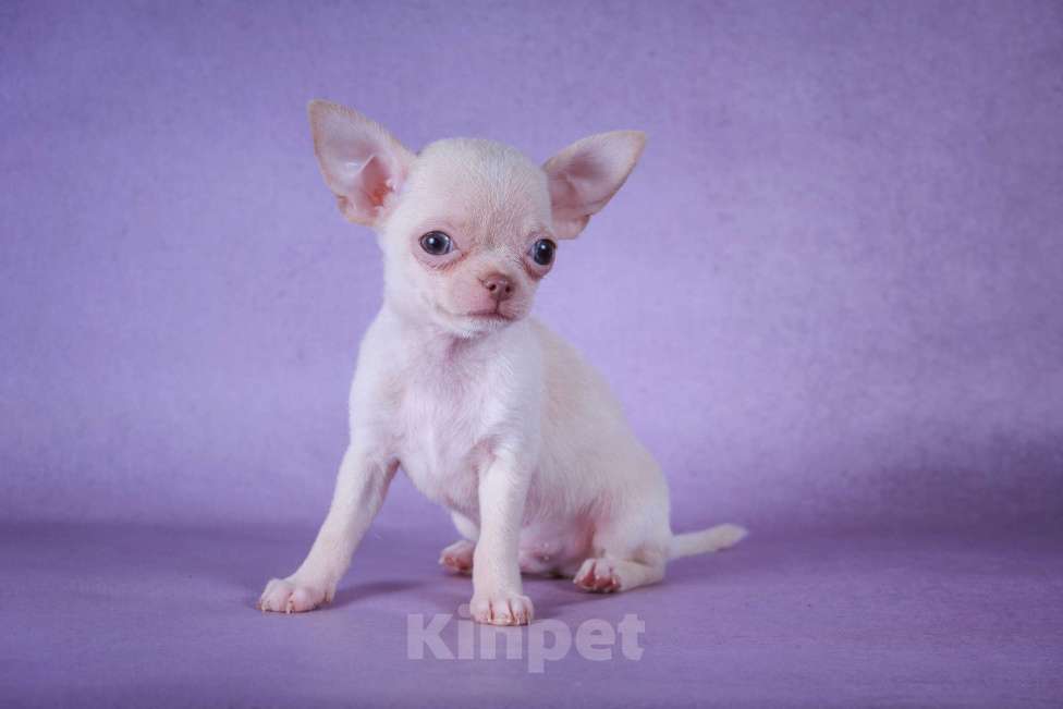 Собаки в Москве: Сладкий Зефирчик Мальчик, 50 000 руб. - фото 4