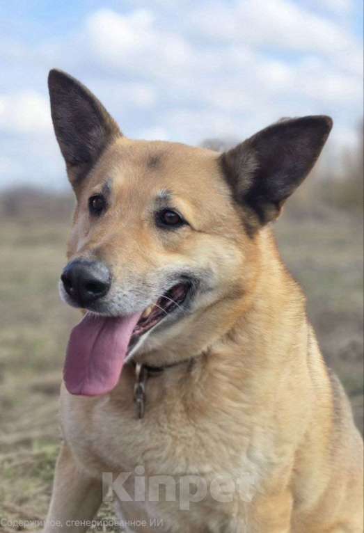 Собаки в Королеве: Любви не случилось… Девочка, Бесплатно - фото 3