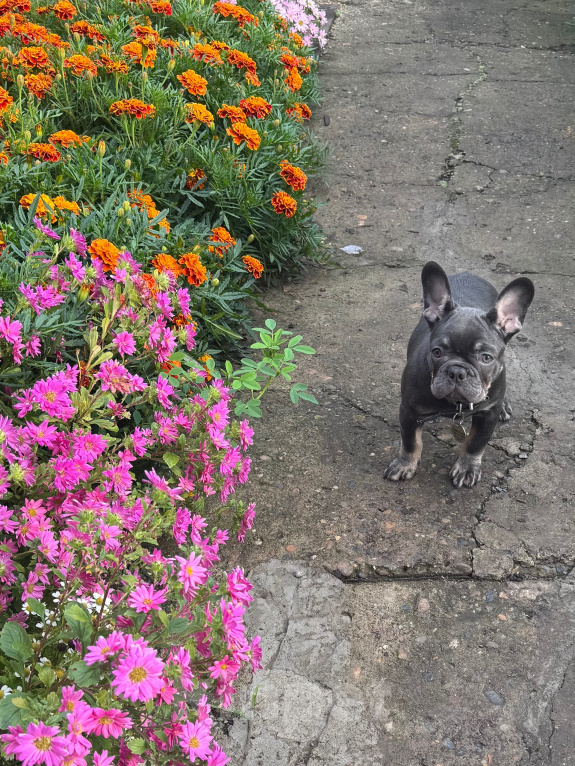 Собаки в Кемерово: Продажа 💎французский бульдог Девочка, 50 000 руб. - фото 2