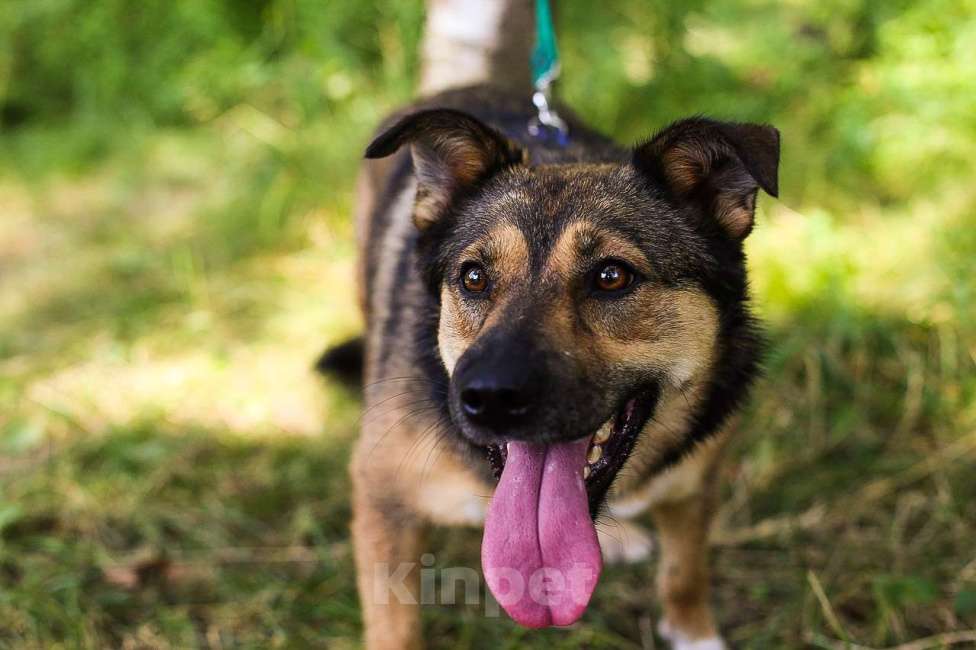 Собаки в Москве: Мулан Девочка, Бесплатно - фото 9