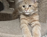 Кошки в Дмитрове: Котенок мейн-кун Девочка, 27 000 руб. - фото 2