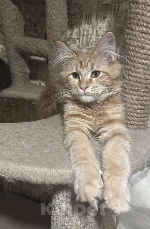 Кошки в Дмитрове: Котенок мейн-кун Девочка, 27 000 руб. - фото 2